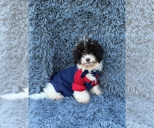 Cavapoo Puppy for sale in JEFFERSONVILLE, IN, USA