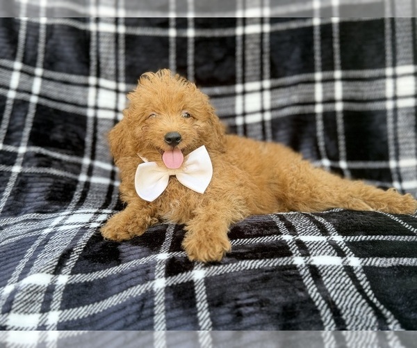 Medium Photo #2 Goldendoodle (Miniature) Puppy For Sale in LAKELAND, FL, USA