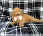 Dayton - Male Goldendoodle (Miniature) Puppy for Sale - Photo #2