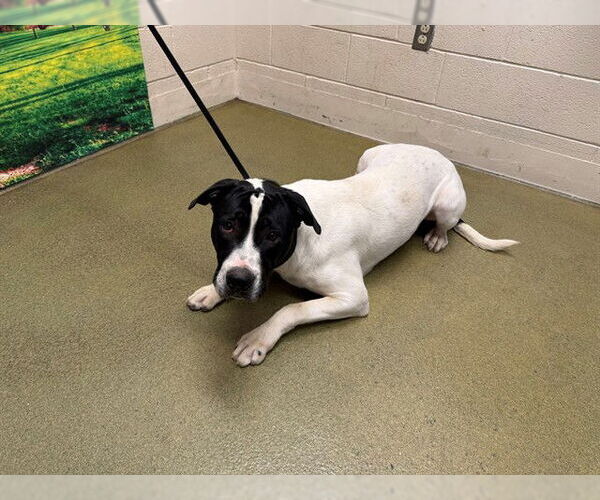 Medium Photo #1 American Pit Bull Terrier-Unknown Mix Puppy For Sale in Moreno Valley, CA, USA