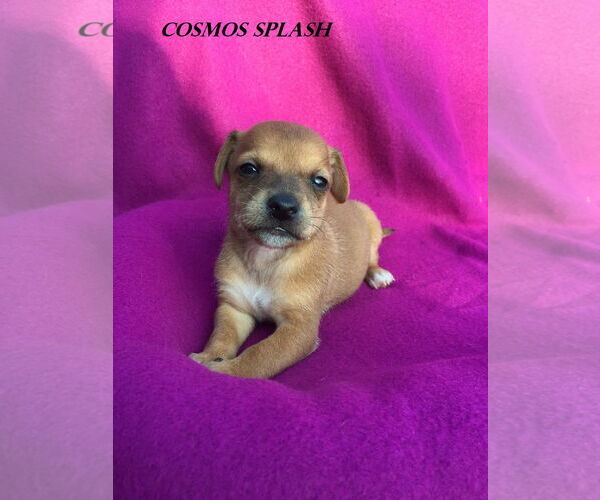 Medium Photo #35 Chiweenie Puppy For Sale in San Antonio, TX, USA