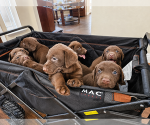 Labrador Retriever Dogs for adoption in Clovis, CA, USA
