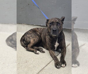 American Pit Bull Terrier-Unknown Mix Dogs for adoption in Tallahassee, FL, USA