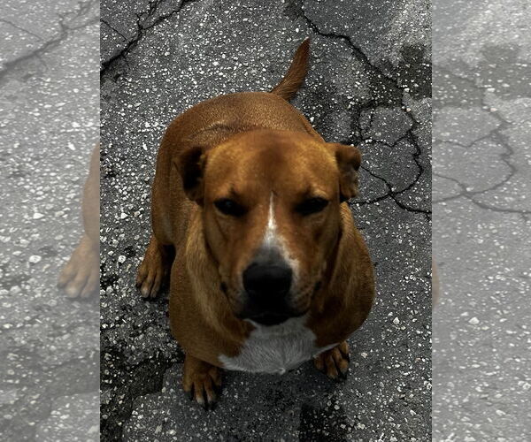 Medium Photo #3 Mutt Puppy For Sale in Miami, FL, USA