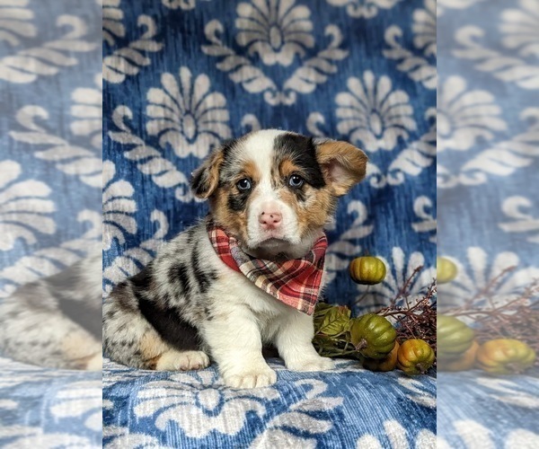 Medium Photo #2 Pembroke Welsh Corgi Puppy For Sale in ELKTON, MD, USA