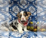 Small Photo #2 Pembroke Welsh Corgi Puppy For Sale in ELKTON, MD, USA