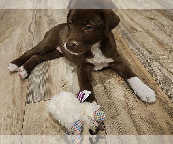 Medium Photo #5 Labrador Retriever-Unknown Mix Puppy For Sale in Germantown, OH, USA