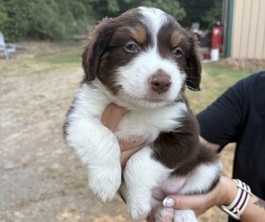 Medium Miniature Australian Shepherd