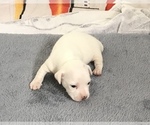Small Photo #2 Jack Russell Terrier Puppy For Sale in APPLE CREEK, OH, USA