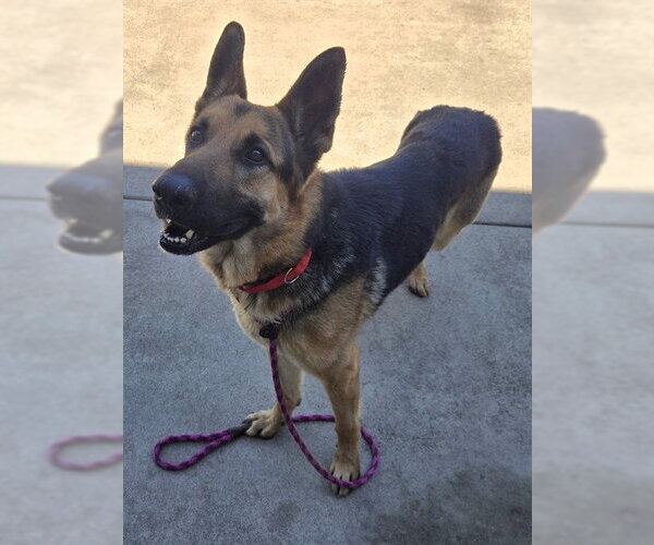 Medium Photo #1 German Shepherd Dog Puppy For Sale in Sacramento, CA, USA