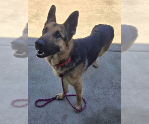 German Shepherd Dog Dogs for adoption in Sacramento, CA, USA