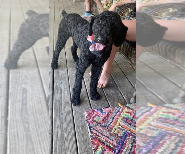 Medium Photo #1 Goldendoodle-Poodle (Standard) Mix Puppy For Sale in ANDREWS, NC, USA