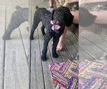 Small Photo #1 Goldendoodle-Poodle (Standard) Mix Puppy For Sale in ANDREWS, NC, USA