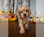 Small #23 Cocker Spaniel