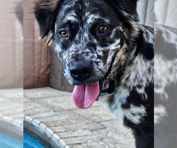Medium Photo #6 Border-Aussie Puppy For Sale in oakland, FL, USA