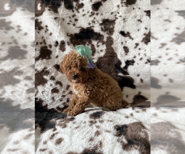 Medium Photo #3 Cavapoo (Miniature) Puppy For Sale in MUNFORDVILLE, KY, USA