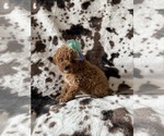 Small #2 Cavapoo (Miniature)