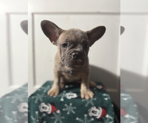 Medium Photo #19 French Bulldog Puppy For Sale in RIVERSIDE, NJ, USA