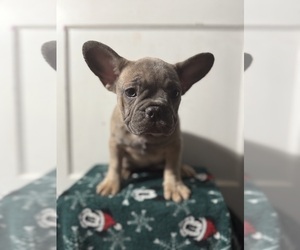 Medium French Bulldog