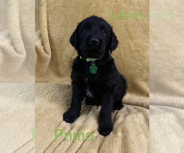 Medium Photo #6 Labradoodle Puppy For Sale in CANTON, OH, USA