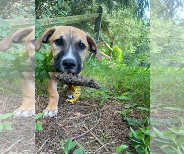 Medium Photo #4 Mutt Puppy For Sale in Derwood, MD, USA
