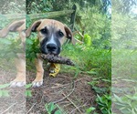 Small #3 Mutt