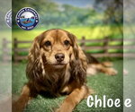 Small #4 Colonial Cocker Spaniel Mix