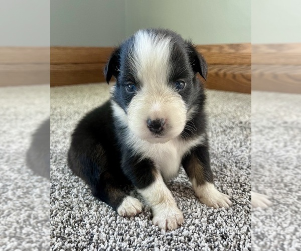 Medium Photo #2 Australian Shepherd Puppy For Sale in LODA, IL, USA