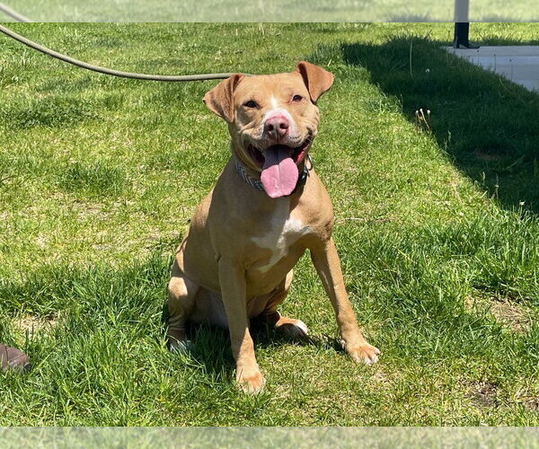 Medium Photo #17 Mutt Puppy For Sale in Chestertown, MD, USA