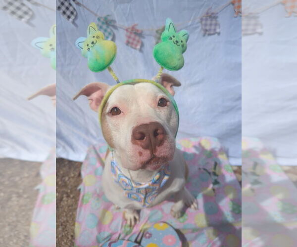 Medium Photo #8 American Bulldog-Unknown Mix Puppy For Sale in Calhoun, GA, USA
