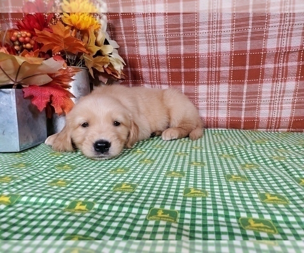 Medium Photo #4 Golden Retriever Puppy For Sale in FALCON, CO, USA