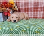 Small #3 Golden Retriever