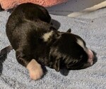 Small Photo #20 Australian Shepherd Puppy For Sale in SYLVA, NC, USA