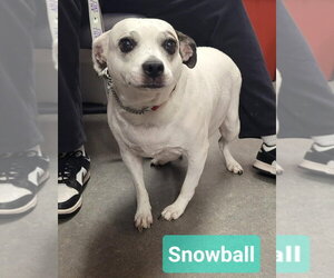 Bull Terrier-Jack Russell Terrier Mix Dogs for adoption in Richmond, IN, USA
