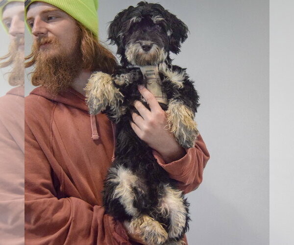 Medium Photo #7 Maltichon Puppy For Sale in Huntley, IL, USA