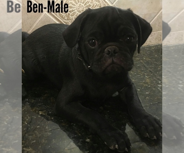 Medium Photo #1 Pug Puppy For Sale in LOUISE, TX, USA