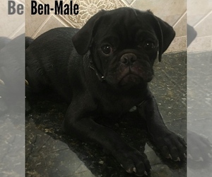 Pug Puppy for sale in LOUISE, TX, USA