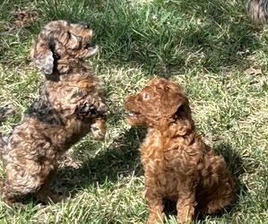 Goldendoodle-Poodle (Miniature) Mix Puppy for Sale in WICHITA, Kansas USA