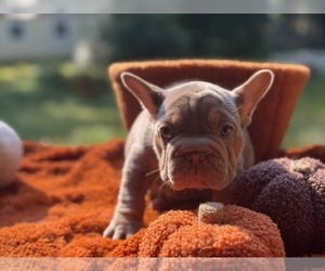 French Bulldog Puppy for sale in POWHATAN, VA, USA