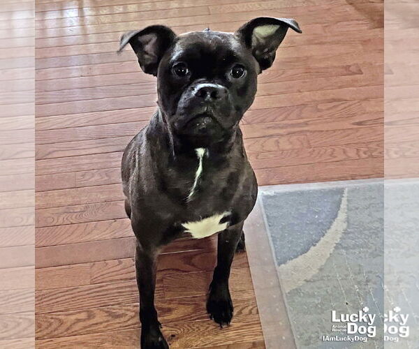Medium Photo #1 Boxer-Pug Mix Puppy For Sale in Washington, DC, USA