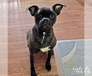 Boxer-Pug Mix Dogs for adoption in Washington, DC, USA