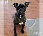 Small Boxer-Pug Mix