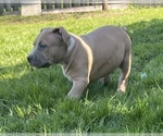 Small Photo #4 American Bully Puppy For Sale in Etobicoke, Ontario, Canada