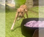 Small #1 Italian Greyhuahua
