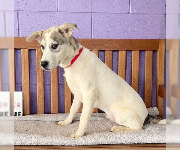 Medium Photo #1 Labrador Retriever-Unknown Mix Puppy For Sale in Genesee, WI, USA