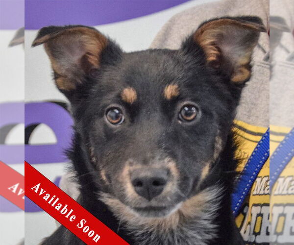 Medium Photo #1 German Shepherd Dog-Unknown Mix Puppy For Sale in Huntley, IL, USA