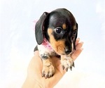 Small #7 Dachshund
