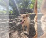 Small #2 Australian Shepherd Mix