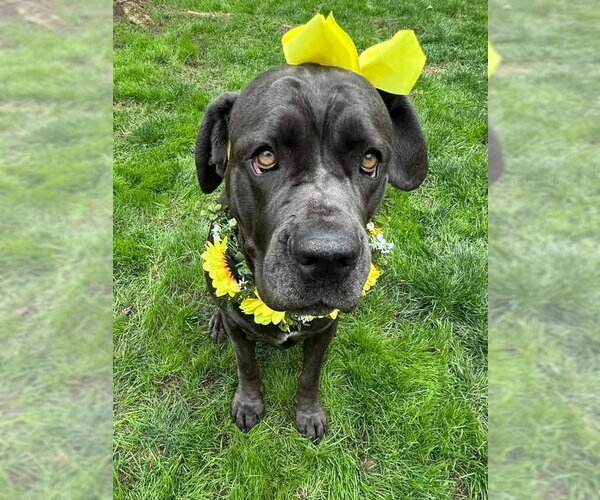 Medium Photo #3 Mutt Puppy For Sale in Redlands, CA, USA