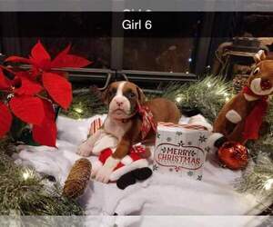 Boxer Puppy for sale in HOLTON, IN, USA